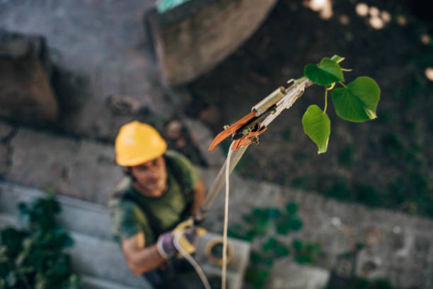 How Our Tree Care Process Works  in West Modesto, CA